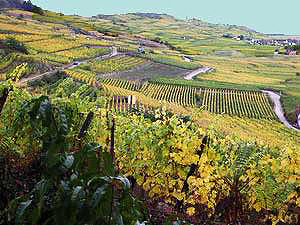 French Alsace