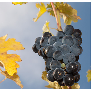 Argentina wines