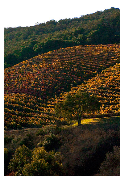 DeRose Zinfandel